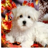 Diamantové maľovanie – biele šteniatko 30 × 40 cm