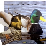 Drevené vrstvené puzzle Kačiatko a jeho životný cyklus - 19 dielov