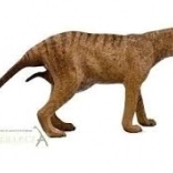 Collecta thylacine – samica (tasmánsky tiger)
