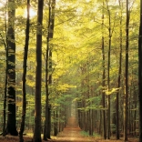 EUROGRAPHICS puzzle 1000 dielikov – lesná cesta