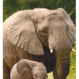 Súprava pasteliek 18 ks Koh-i-noor