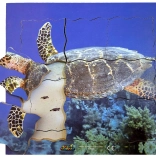 Drevené vrstvené puzzle korytnačka - 19 dielov