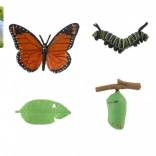 Vývojový model motýľa babôčky