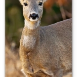 Nástenný kalendár Lesná zver 2026