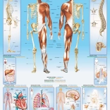 EuroGraphics puzzle Ľudské telo 1000 dielikov