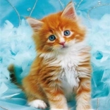 Diamantové maľovanie – ryšavé mačiatko na modrom pozadí 30 × 40 cm