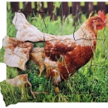 Vrstvové drevené puzzle Sliepka a jej životný cyklus