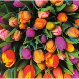 Piatnik puzzle Tulipány 1000 dielikov