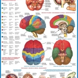 EUROGRAPHICS Puzzle Ľudský Mozog 1000 Dielov