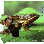 Just Jigsaws Žaba a jej životný cyklus - drevené vrstvené puzzle